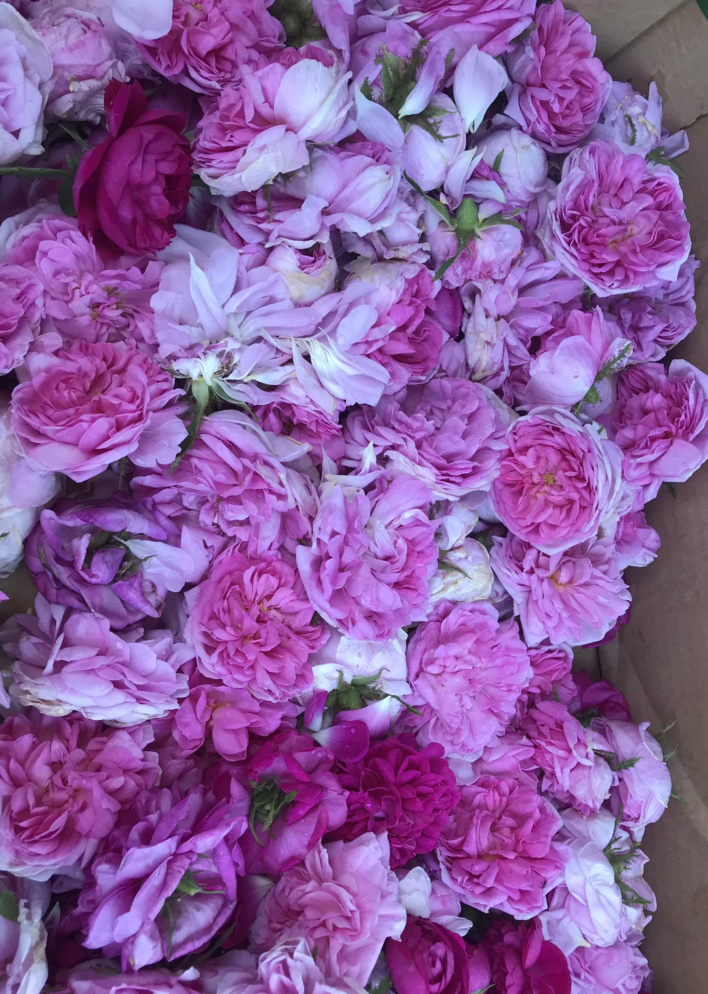 Roses de Provence — au cœur de l'identité Rosa Aurea