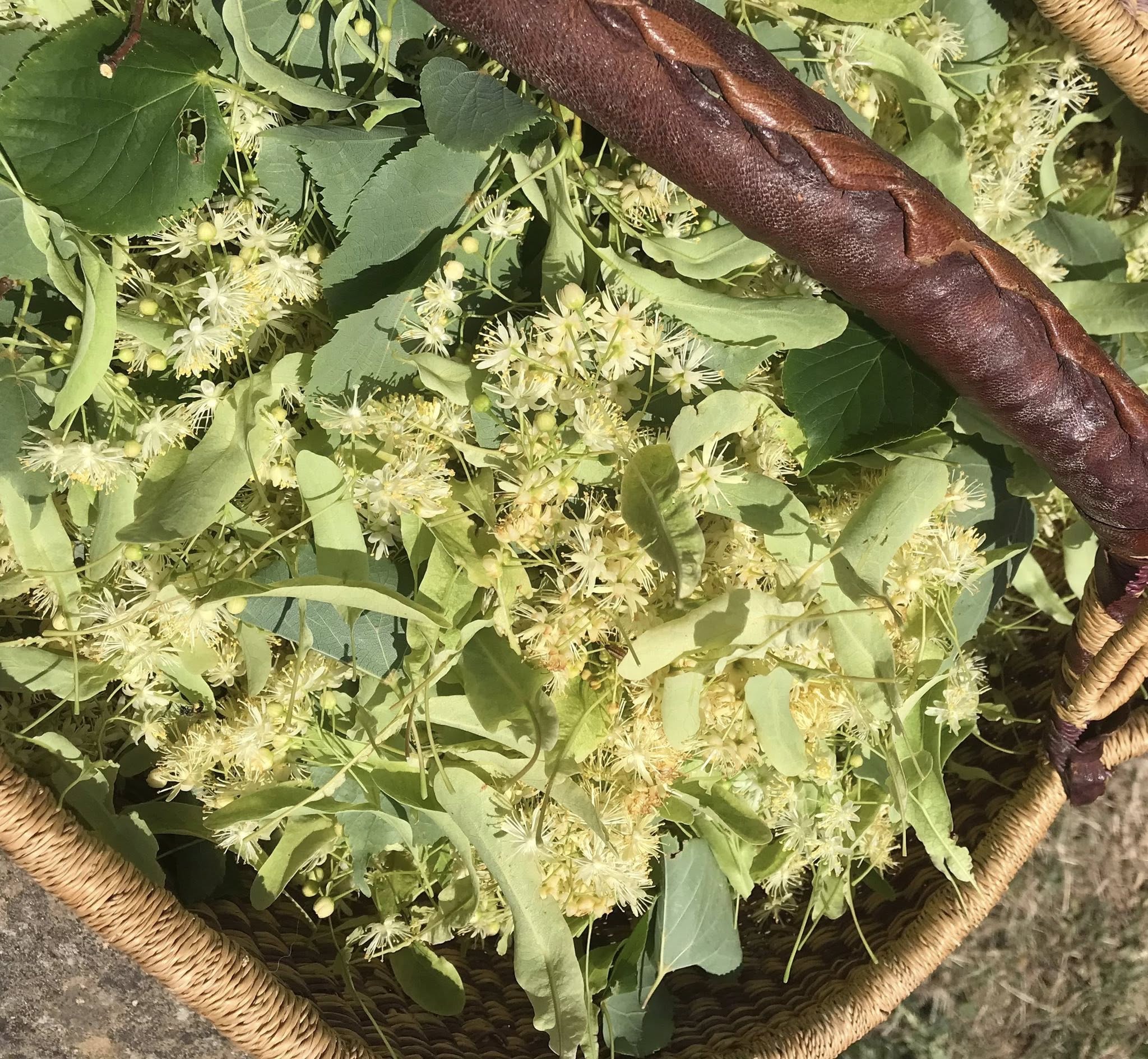 Panier de tilleul fraîchement cueilli en Drôme provençale